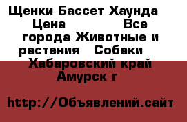 Щенки Бассет Хаунда  › Цена ­ 25 000 - Все города Животные и растения » Собаки   . Хабаровский край,Амурск г.